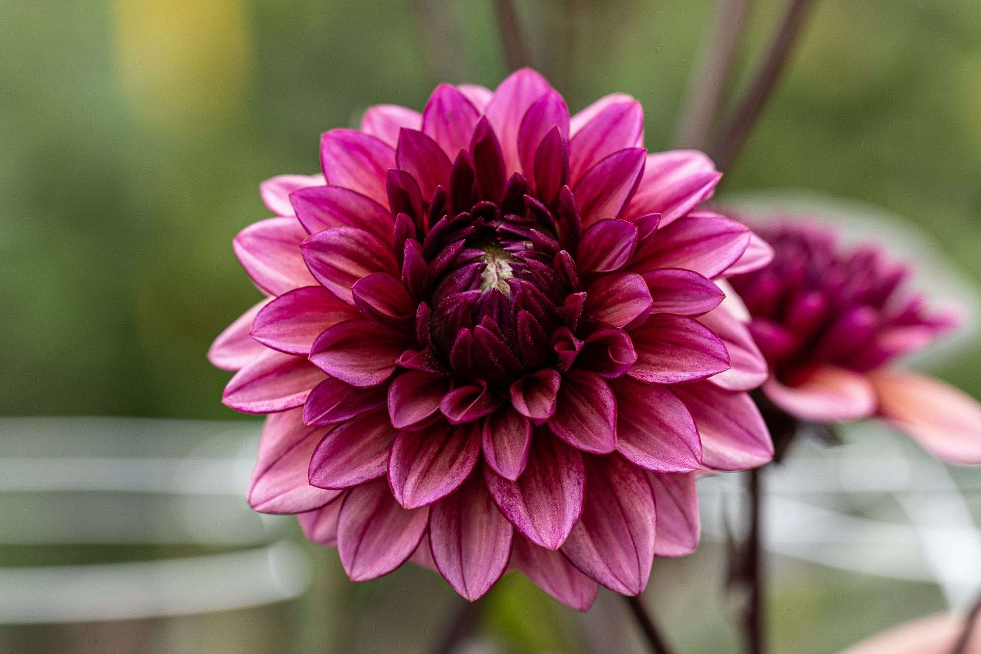 Dahlia 'Molly Raven'